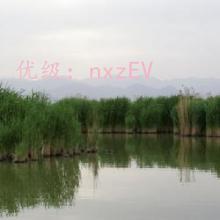ɱ