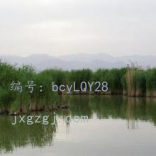 ɱ